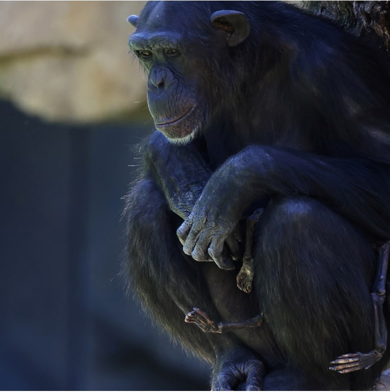 Ναταλία, χιμπατζίνα με νεκρό μωρό